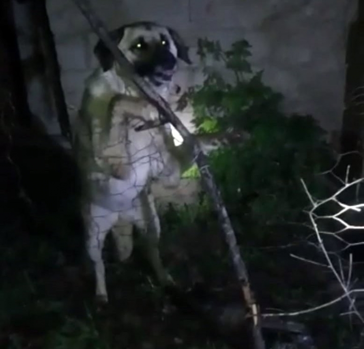 Yüksekova’da Tellere Takılan Köpeği İtfaiye Ekipleri Kurtardı