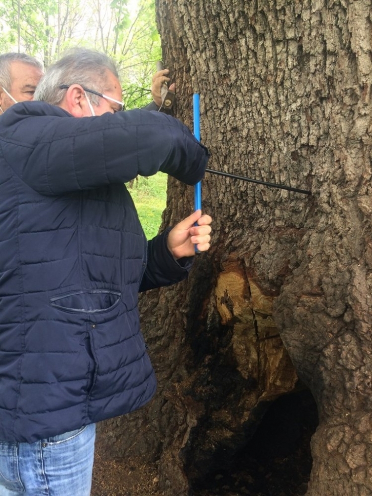 Yanan Asırlık Ağaç İçin Belediye Harekete Geçti