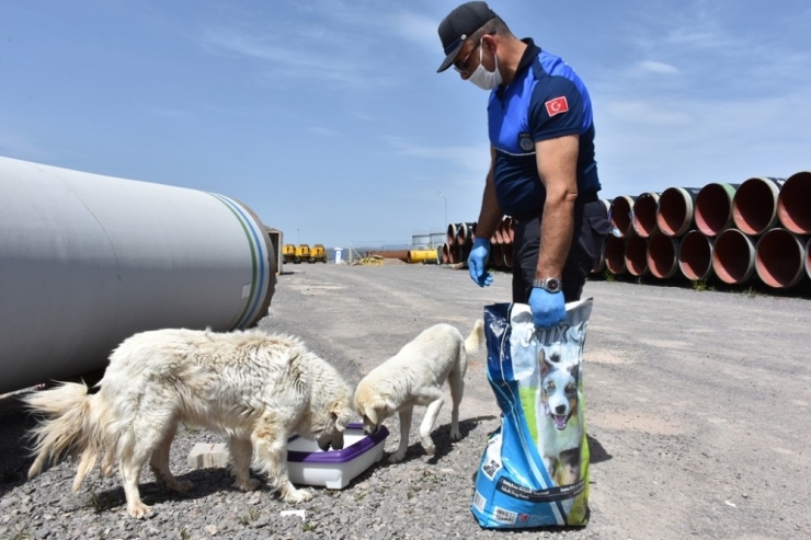 İnönü Belediyesi Sokak Hayvanlarına Sahip Çıkıyor