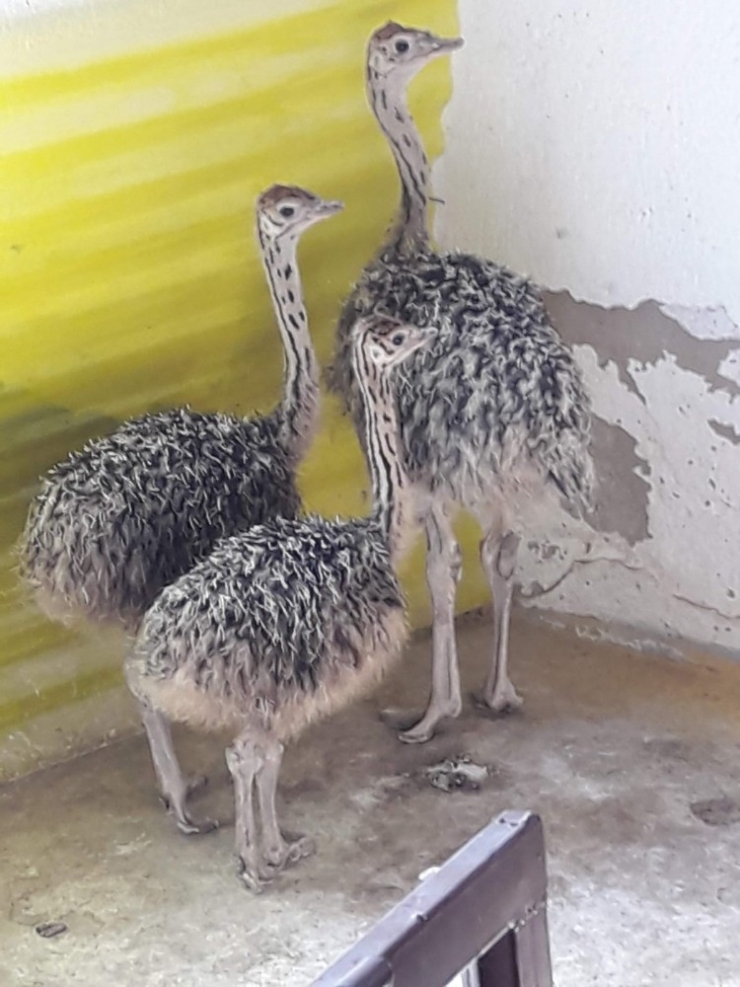 Covid-19 Deve Kuşu Yumurtası Taleplerini Artırdı