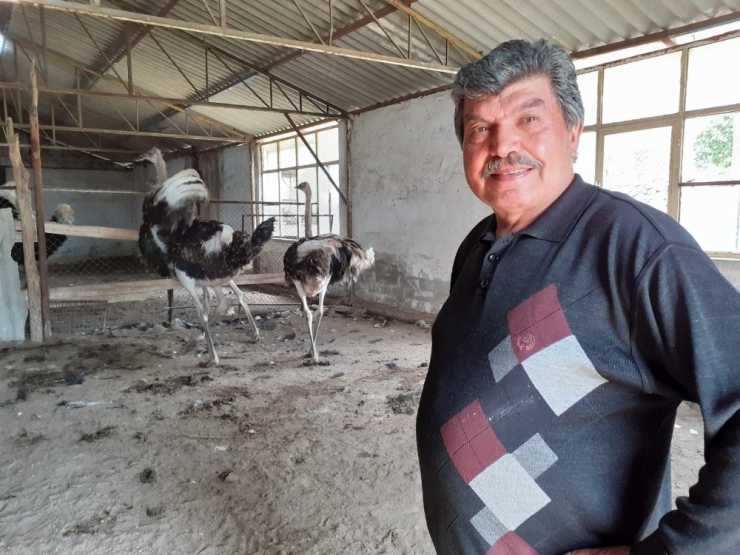 Covid-19 Deve Kuşu Yumurtası Taleplerini Artırdı