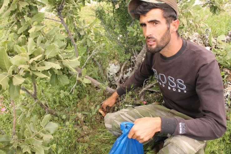 Geçimlerini Sağlamak İçin Dağdan Mantar Topluyorlar