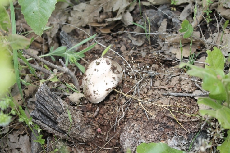 Geçimlerini Sağlamak İçin Dağdan Mantar Topluyorlar