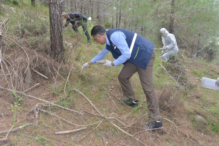 Mersin Ormanlarına 22 Bin Çam Kese Böceği Yırtıcısı Bırakıldı