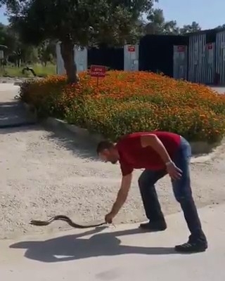 Bahçesine Giren Yılanı Eliyle Yakaladı
