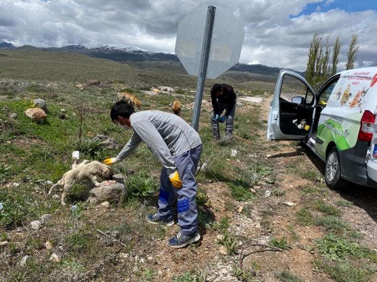 Niğde Belediyesi Sokak Hayvanları Unutulmadı