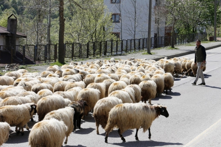Yaylalara Göç Başladı