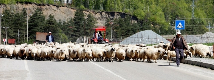 Yaylalara Göç Başladı