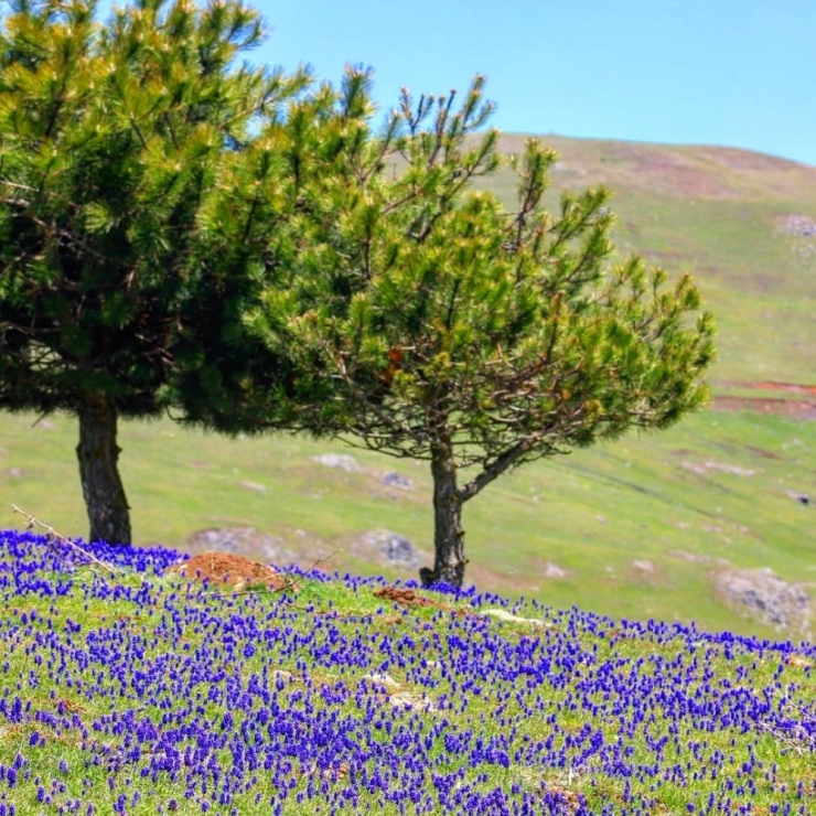 Karadeniz Yaylalarında ’Sümbül’ Güzelliği