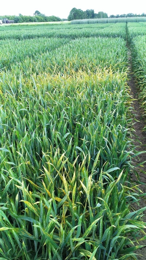 Samsun’da Çiftçiye ‘Sarı Pas’ Uyarısı