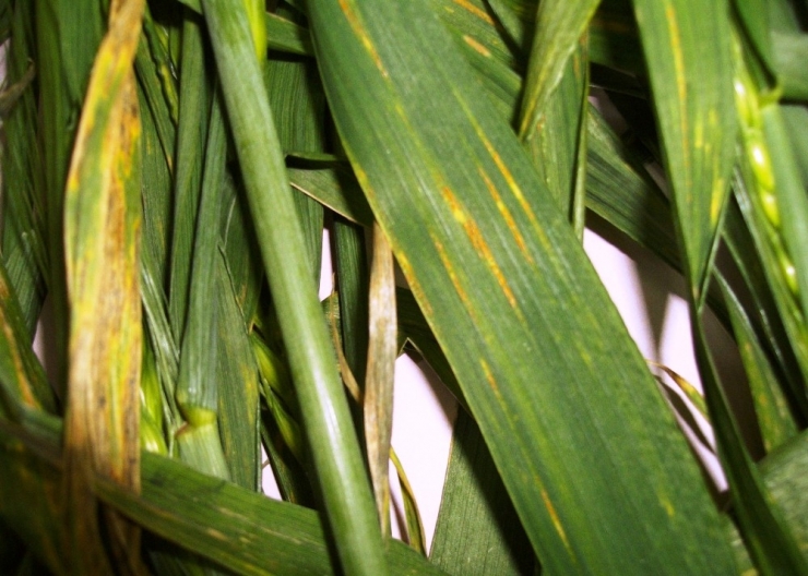 Samsun’da Çiftçiye ‘Sarı Pas’ Uyarısı