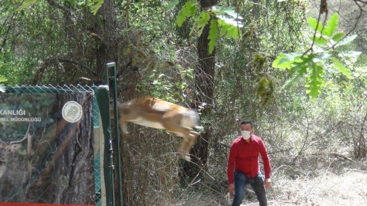 Antalya’da 15 Erkek Alageyik Doğaya Bırakıldı