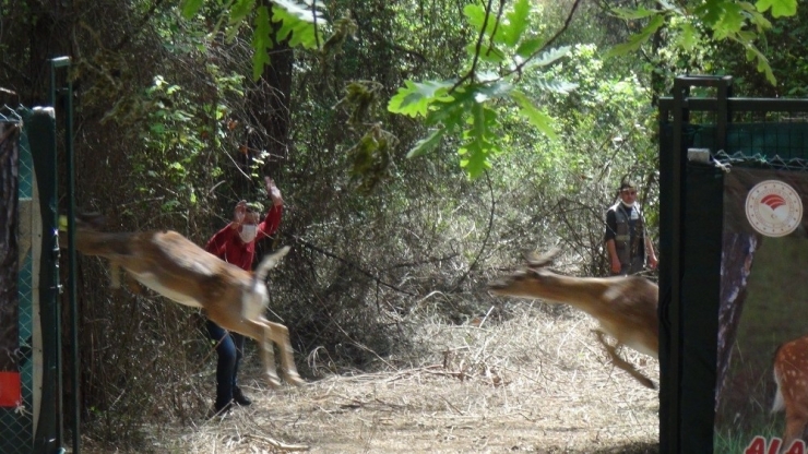 Antalya’da 15 Erkek Alageyik Doğaya Bırakıldı