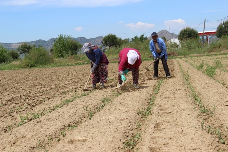 Çapa Sezonu Başladı, Tarlalar Şenlendi