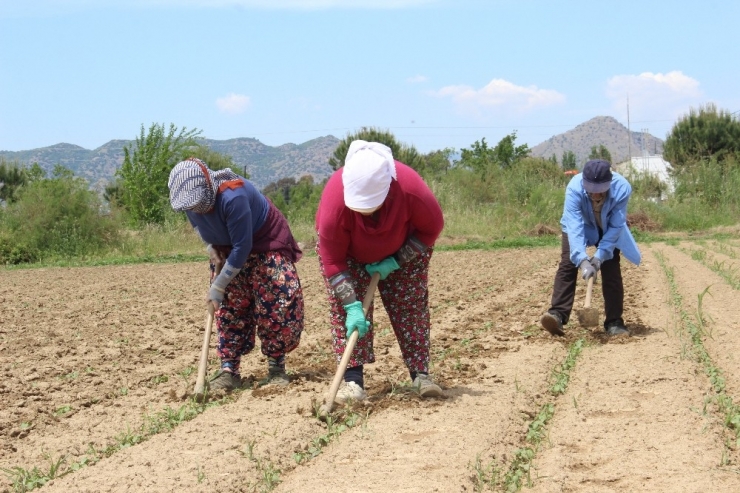Çapa Sezonu Başladı, Tarlalar Şenlendi