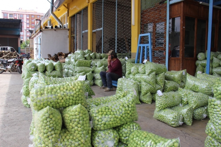 Aydın’da Erik Üreticisine Tat Vermedi