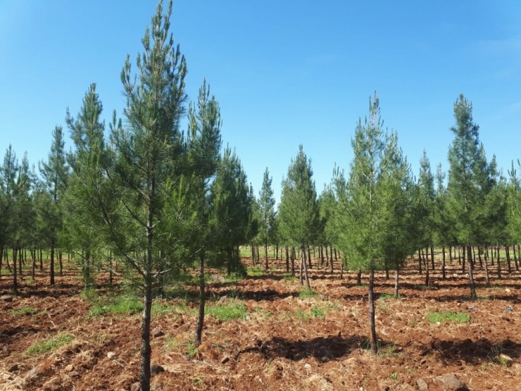 Viranşehir’de Piknik Alanları Temizlendi