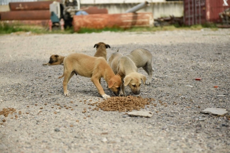 Büyükşehir Sokak Hayvanlarını Unutmuyor