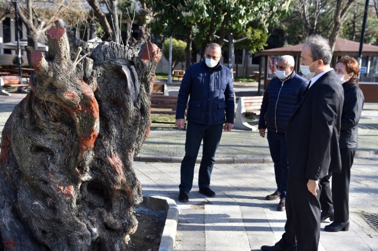 Tünel İnşaatından Kurtarılan Asırlık Zeytin Ağaçları Nefes Oldu