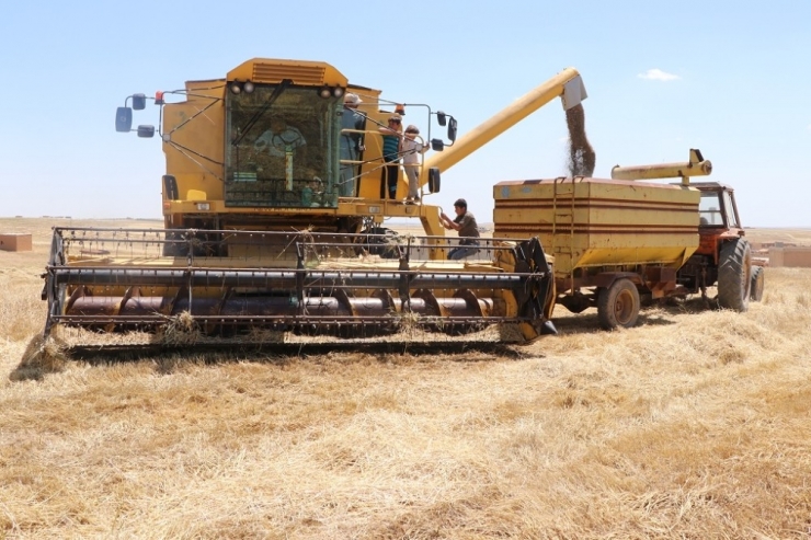 Barış Pınarında Hasat Sevinci