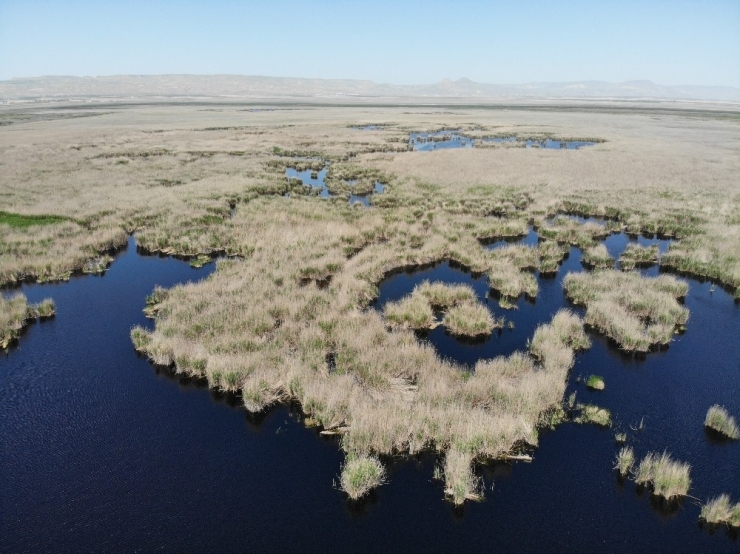 Kayseri’de ’Sultan Sazlığı’ Mutluluğu