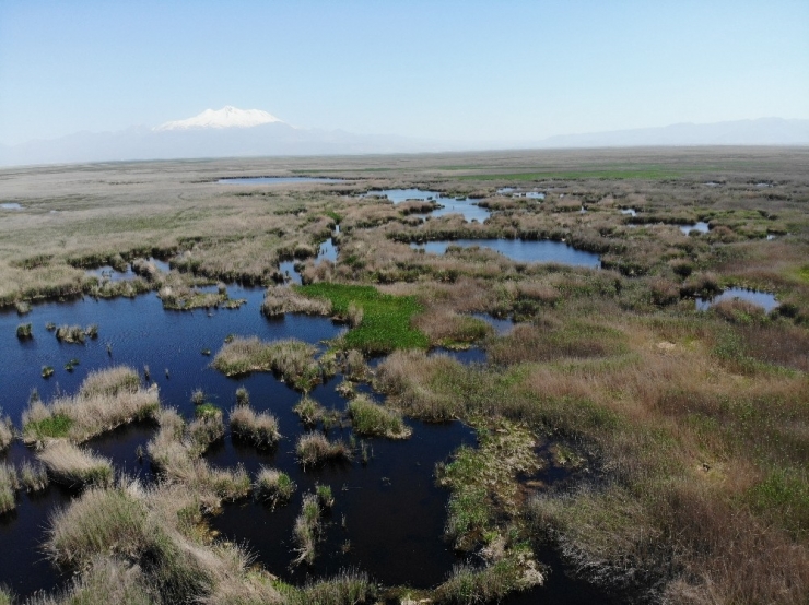 Kayseri’de ’Sultan Sazlığı’ Mutluluğu