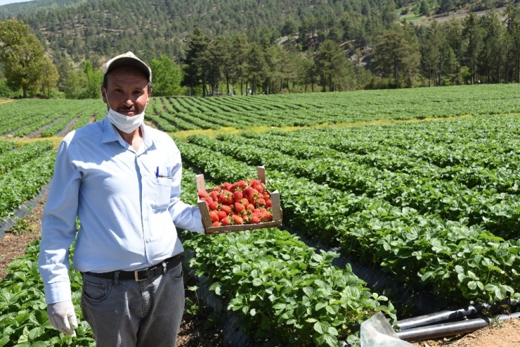 Kahramanmaraş’ta Devlet Destekli Üretilen Çilekte Hasat Başladı