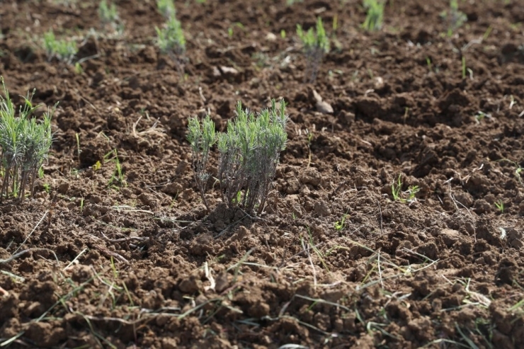 İzmit Belediyesi Kompost Gübre Üretimine Başladı