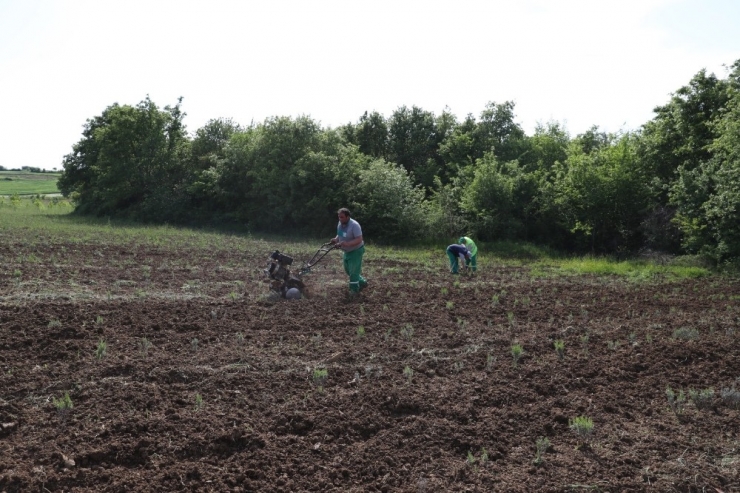 İzmit Belediyesi Kompost Gübre Üretimine Başladı