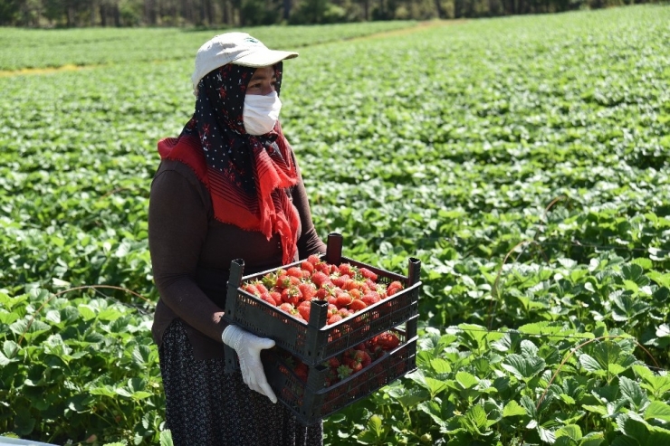 Kahramanmaraş’ta Devlet Destekli Üretilen Çilekte Hasat Başladı