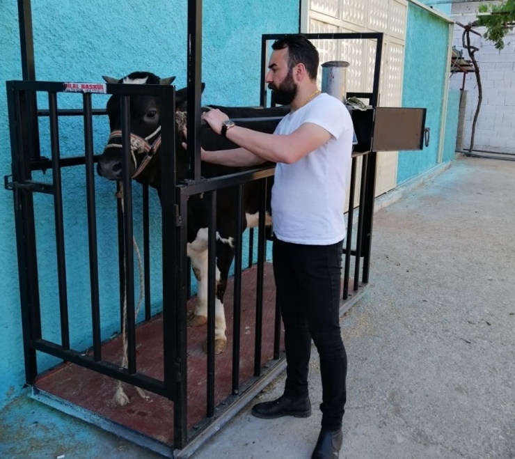 Kurbanlık Danayı Kesip 150 Aileye Dağıttı