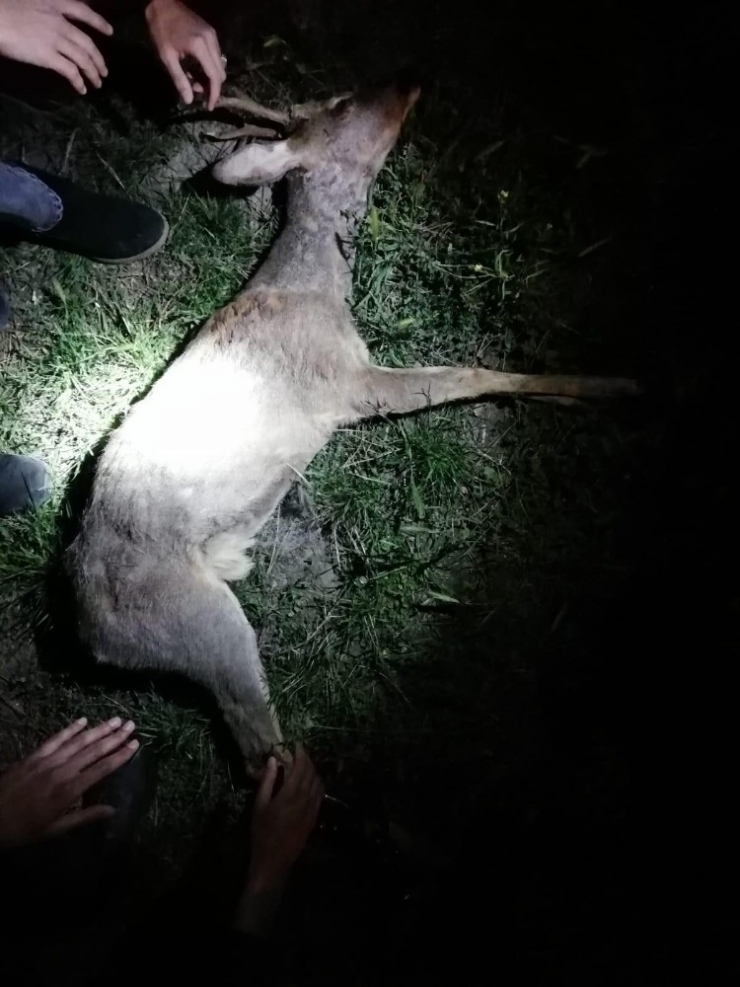 Yaralı Karacaya Polis Sahip Çıktı