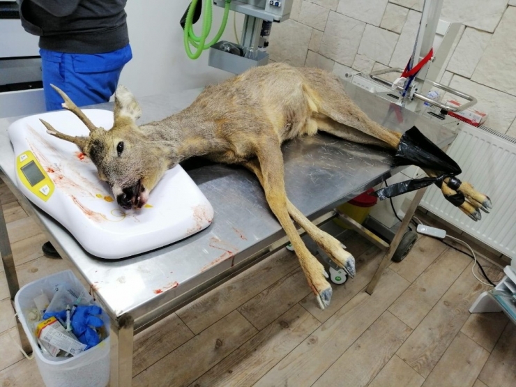 Yaralı Karacaya Polis Sahip Çıktı