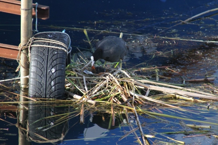 Beyşehir Gölü’nde Otomobil Lastiğine Yuva Yapan Sakar Mekeler Renkli Görüntüler Oluşturuyor