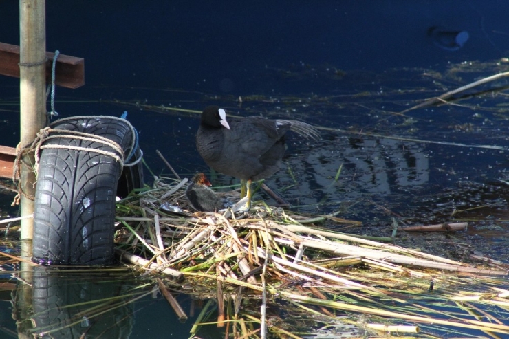 Beyşehir Gölü’nde Otomobil Lastiğine Yuva Yapan Sakar Mekeler Renkli Görüntüler Oluşturuyor