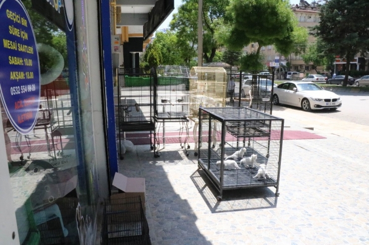 Evcil Hayvanlara Talep Patladı