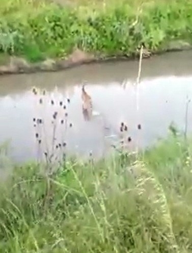 Köylülerin Kamerasına Takıldı: Karaca Köye İndi