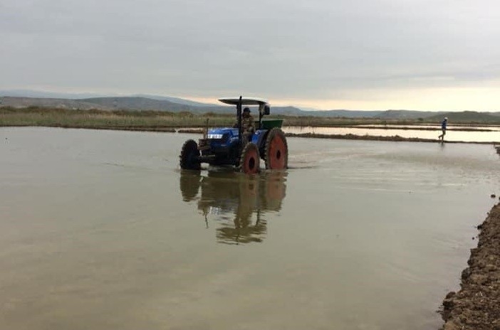 Sungurlu’da Çeltik Ekimi Başladı