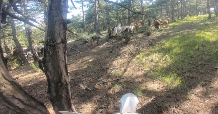 Yılkı Atlarını Motokrosçular Kask Kamerasıyla Görüntüledi
