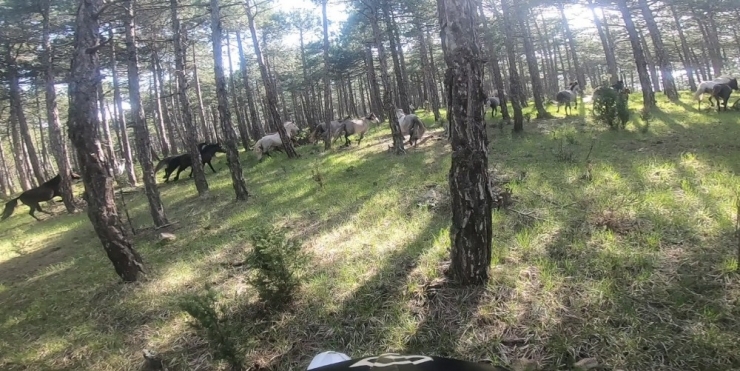 Yılkı Atlarını Motokrosçular Kask Kamerasıyla Görüntüledi