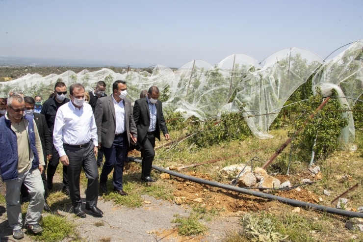 Başkan Seçer, Silifke’de Üreticilere Lavanta Fidesi Dağıttı