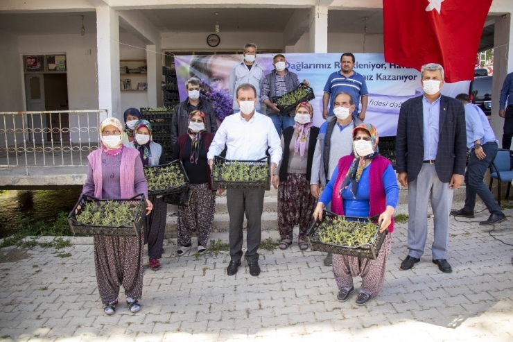 Başkan Seçer, Silifke’de Üreticilere Lavanta Fidesi Dağıttı