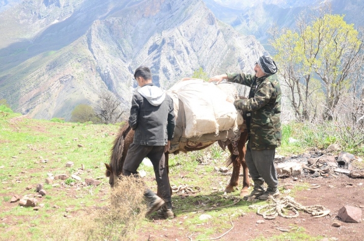 Pancar Toplamak İçin Dağı Tırmanıp Kilometrelerce Yürüyorlar
