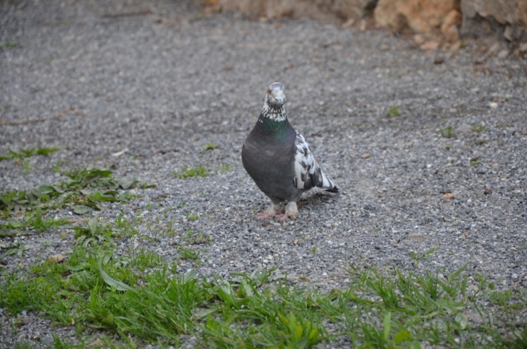 Evini Hayvanat Bahçesine Çevirdi