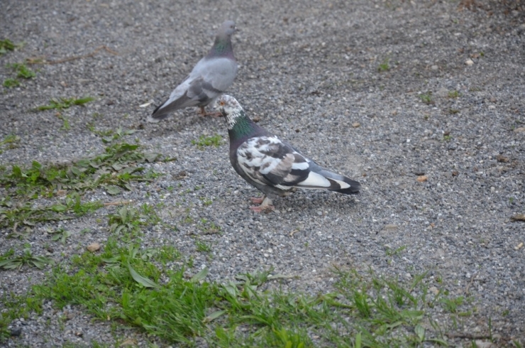 Evini Hayvanat Bahçesine Çevirdi