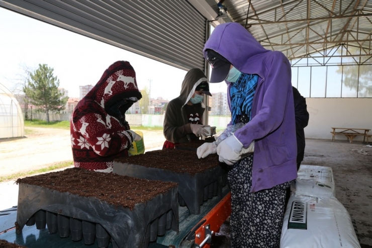 Her Sivaslı İçin Bir Fidan Dikilecek