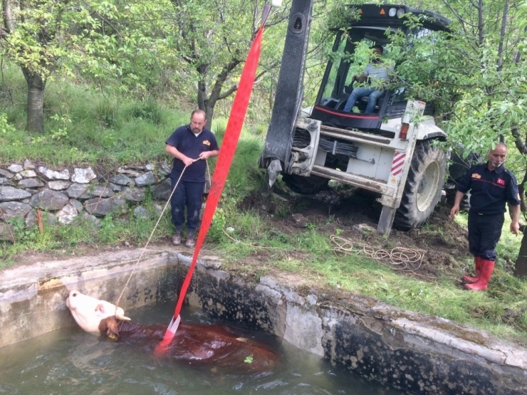 Sulama Havuzuna Düşen İneği Kurtarma Operasyonu