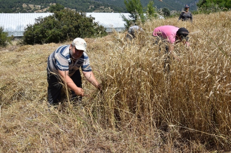 Turizm Merkezi Adrasan’da Geleneksel Tarım Yapıyorlar