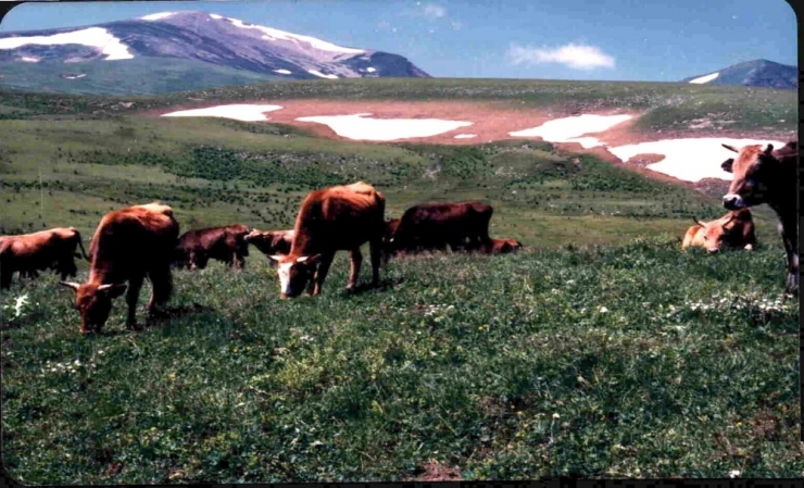 Posof’ta Muhtarlardan Yayla Teşekkürü