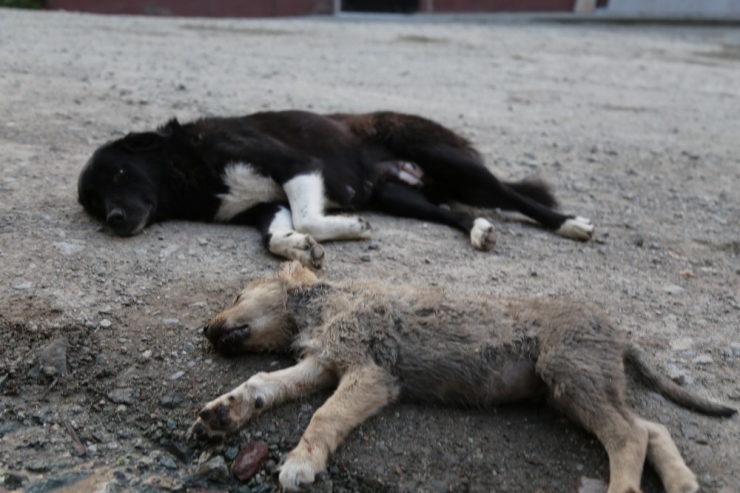 Anne Köpek Ölen Yavrusunun Başından Saatlerce Ayılmadı